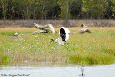 Sattelstorch (5 von 9).jpg